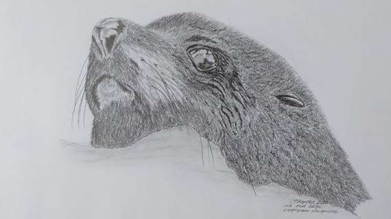 drawing of a seal pup