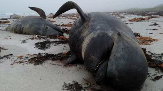 two beached pilot whales