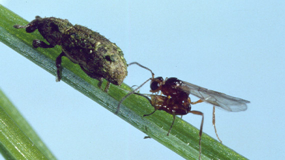 Parasitoid and its host ASW