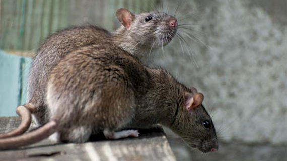 Rats are posing a problem on the Chathams