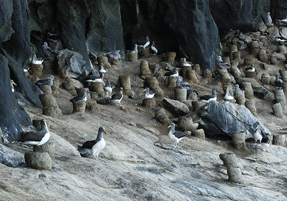 Chatham Island albatrosses